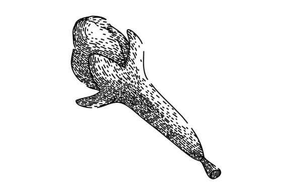 Download Aroma Clove Spice Sketch Hand Drawn Vect - Aroma Collection