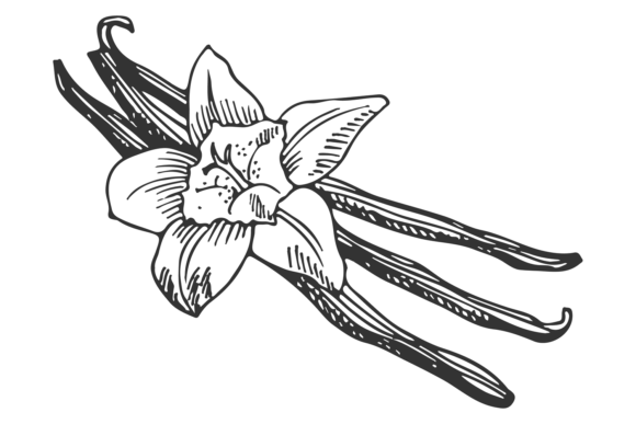 Download Vanilla Spice Sketch. Natural Aroma Plan - Aroma Collection